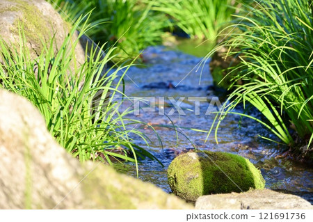 Nature in the river 121691736