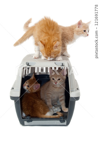 Sweet cat kittens in transport box Sweet cat kittens in transport box 121691778