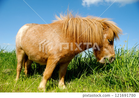 Young horse is eating grass Young horse is eating grass 121691780
