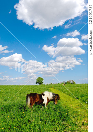 Horse in nature Horse in nature 121691785