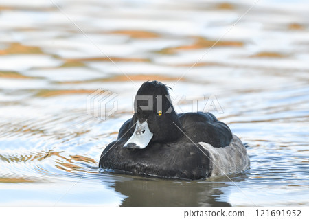 Kinkrochasshuro 121691952