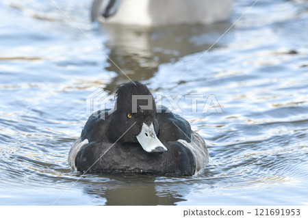 Kinkrochasshuro 121691953