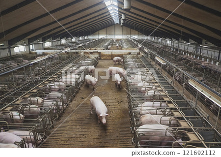 Pregnant sows on a modern farm in Denmark 121692112