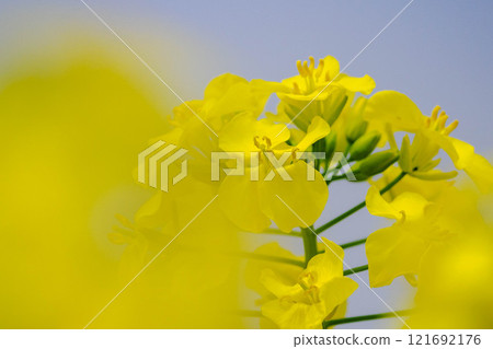 Rapeseed field Rapeseed field 121692176