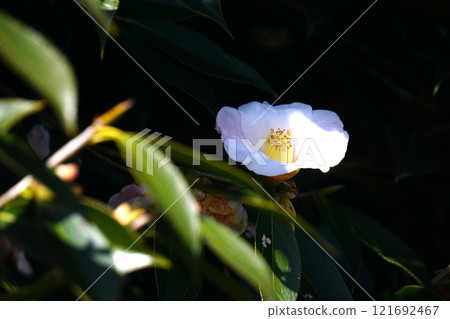 White camellia 121692467