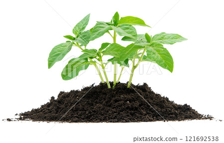 Young plant in soil humus isolated on white background png transparent clipart. 121692538