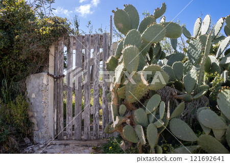 Opuntia cactus and a wooden gate, Sicily, Italy Opuntia cactus and a wooden gate, Sicily, Italy 121692641