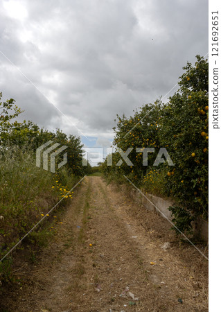 Dusty road cross lemon gardens, Sicily, Italy 121692651