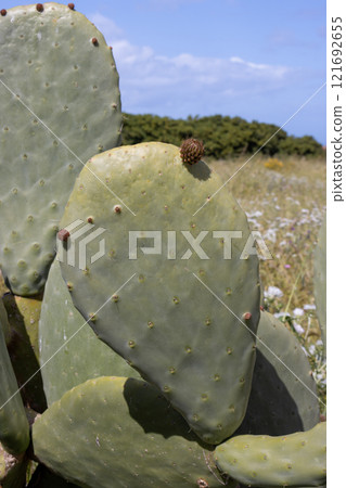 Opuntia cactus in the nature, Sicily, Italy 121692655