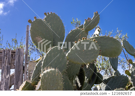 Opuntia cactus in the nature, Sicily, Italy 121692657