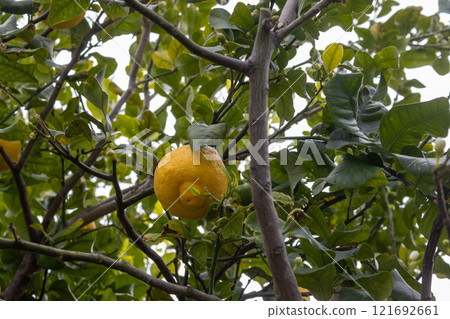 Detail of lemon tree with lemon, Sicily, Italy Detail of lemon tree with lemon, Sicily, Italy 121692661