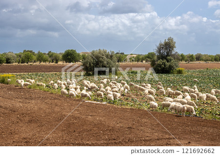 Sheep on a pasture, Sicily, Italy Sheep on a pasture, Sicily, Italy 121692662