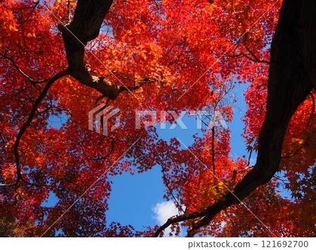 Autumn leaves at Kuanji Temple, Osaka Prefecture Autumn leaves at Kuanji Temple, Osaka Prefecture 121692700