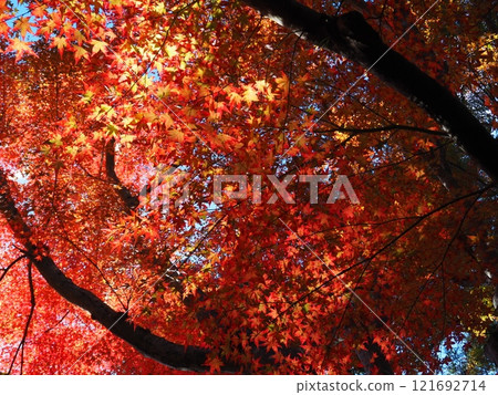 Autumn leaves at Kuanji Temple, Osaka Prefecture 121692714