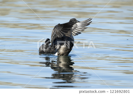 Kokugun Kokugun 121692801