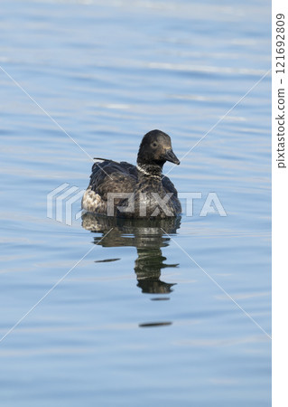 Kokugun Kokugun 121692809