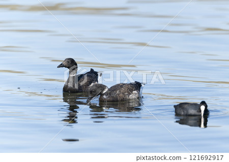 Kokugun Kokugun 121692917