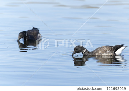 Kokugun Kokugun 121692919