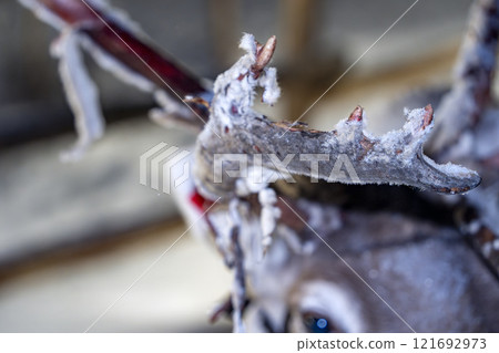 Detail of reindeer losing his horns in a Sami reindeer farm in LApland Finland 121692973