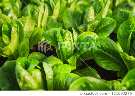 Fresh young green cos lettuce are growing in the hydroponic farm. 121693270