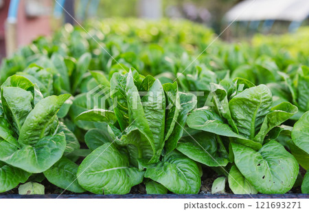 Organic hydroponic vegetable growing in the garden. 121693271