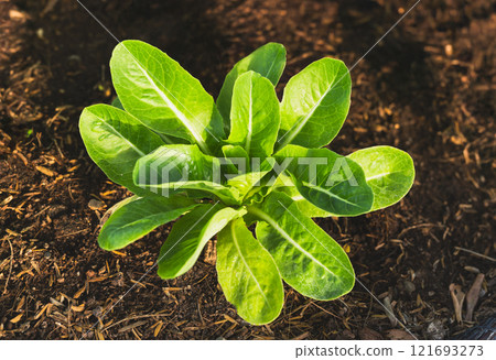 Top view organic green cos growing  in organic vegetable farm. 121693273