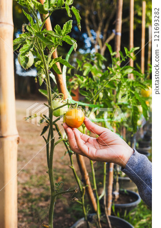 Woman' s hand holding tomato in the garden. 121693282