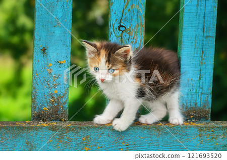red kitten in green grass. 121693520