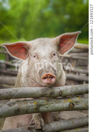 Pig farming raising and breeding of domestic pigs. Pig farming raising and breeding of domestic pigs. 121693527