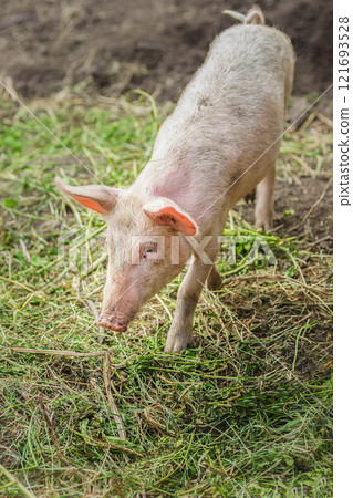 Pig farming raising and breeding of domestic pigs. 121693528