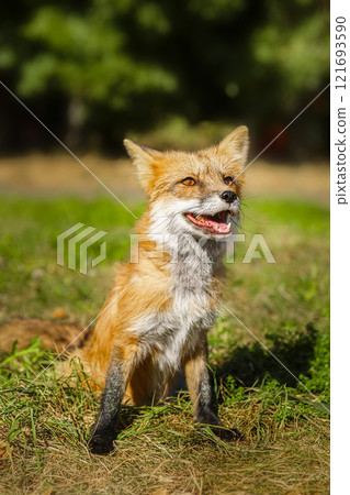 Small fox in the grass Small fox in the grass 121693590