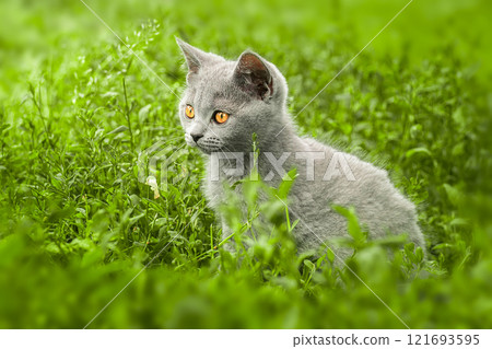 British cat walks on green grass. British cat walks on green grass. 121693595