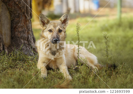 Mongrel dog of red color lies on its stomach on the grass, stretching its front paws forward. Spring... 121693599
