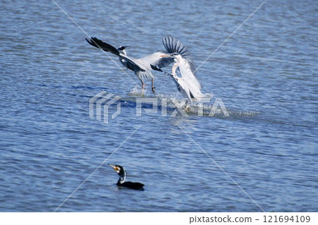 灰鷺一起降落在水面上 灰鷺一起降落在水面上 121694109