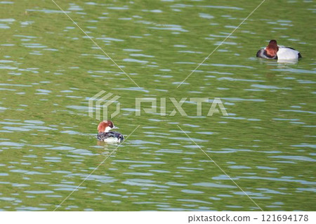 Smackie and Duck Smackie and Duck 121694178