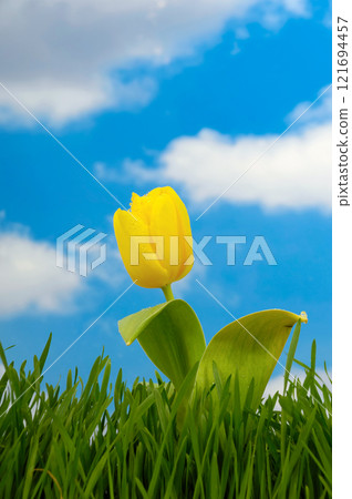 Tulip Tulip 121694457