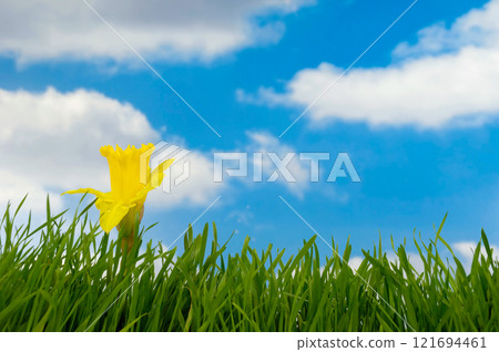 Daffodil Daffodil 121694461