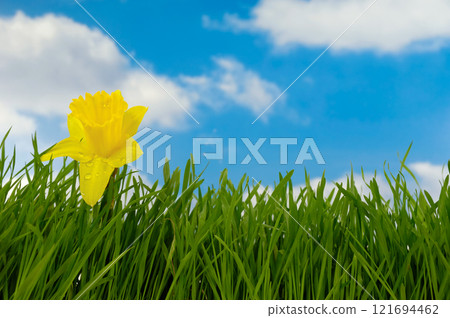 Daffodil and water drops 121694462