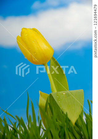 Tulip flower 121694479