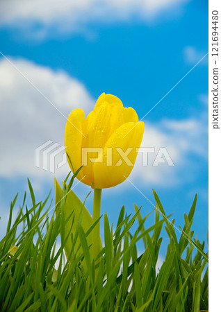 Tulip and water drops 121694480