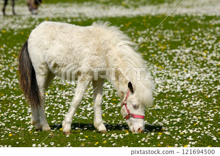 White young horse eating grass 121694500