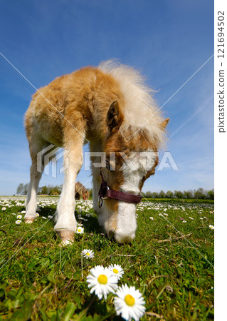 Young horse foal eating grass Young horse foal eating grass 121694502