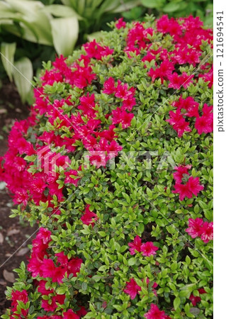 Western Azalea Azalea, a Taiwanese mountain azalea that migrated to Europe and returned to Asia as an ornamental plant. Western Azalea Azalea, a Taiwanese mountain azalea that migrated to Europe and returned to Asia as an ornamental plant. 121694541