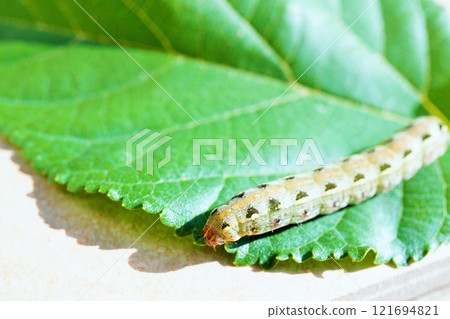 白色背景下騎在桑葉上的斜紋夜蛾幼蟲的特寫 121694821
