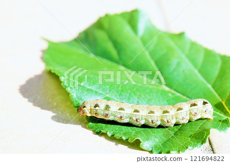A cutworm larva on a mulberry leaf on a white background 121694822