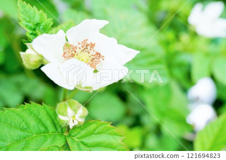Close-up of cute white boysenberry flowers and buds blooming outdoors 121694823