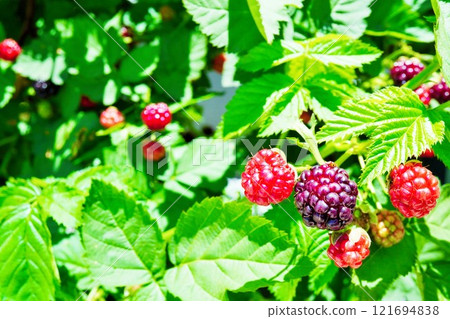 Lush green foliage and ripe red and purple berries of boysenberries photographed in a sunny garden, early summer 121694838
