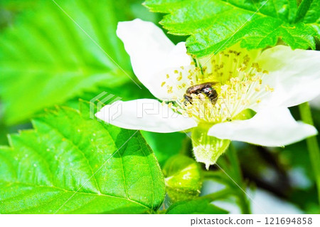A tiny bee diving into the white flowers of a boysenberry outdoors to collect pollen A tiny bee diving into the white flowers of a boysenberry outdoors to collect pollen 121694858