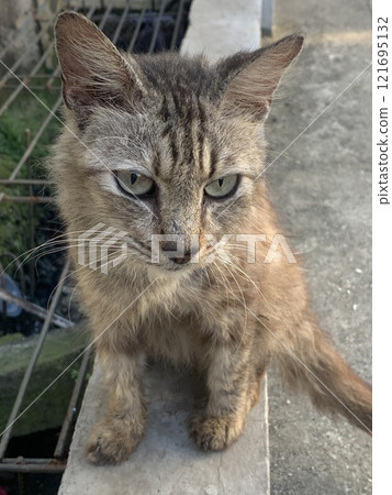 Portrait of a cute cat on a fence with beautiful eyes and whiskers 121695132