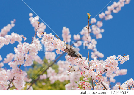 盛開的櫻花和吸吮花蜜的鵯 盛開的櫻花和吸吮花蜜的鵯 121695373